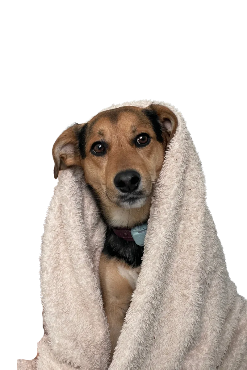 Rocky, pies, zawinięty w ręcznik